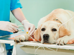 операция для кошки и собаки