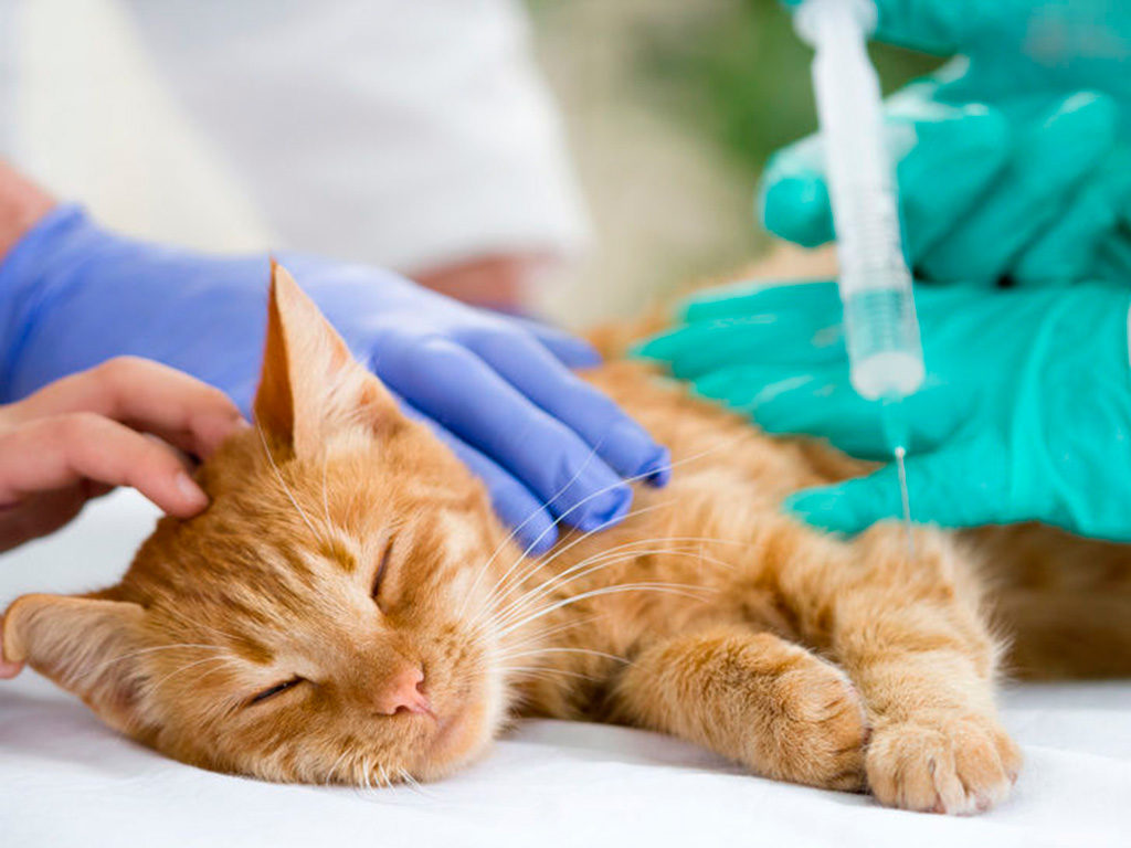 вакцинация кошек и собак